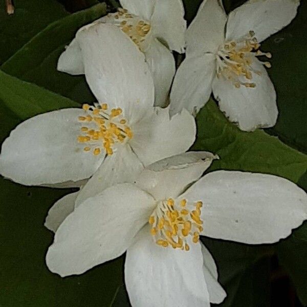 Philadelphus pubescens Õis