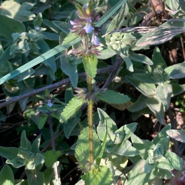 Stachys arvensis Habitus