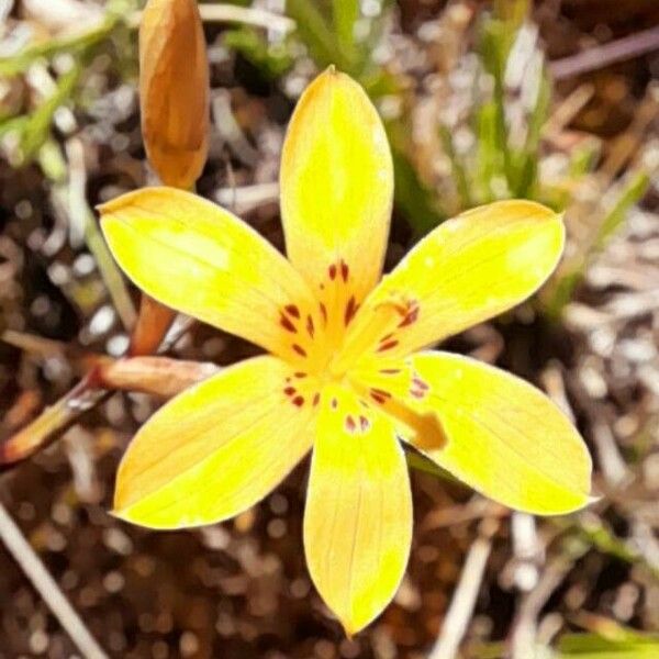 Sisyrinchium pachyrhizum Λουλούδι