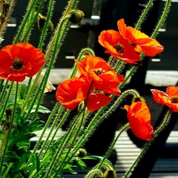 Papaver nudicaule ফুল