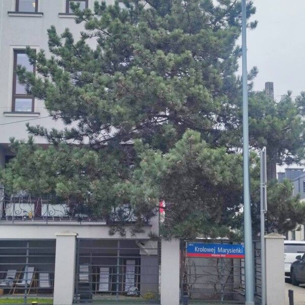 Pinus nigra Συνήθη χαρακτηριστικά