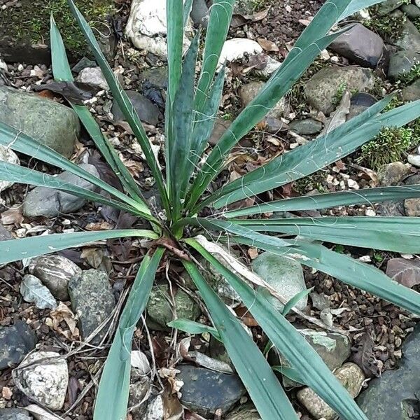 Yucca filamentosa 整株植物