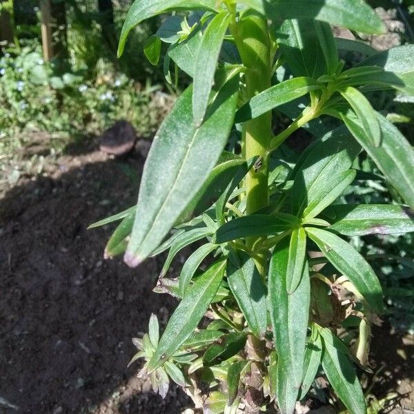 Digitalis lanata Deilen