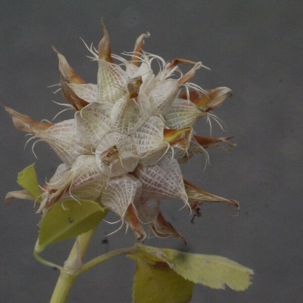 Trifolium spumosum Frucht