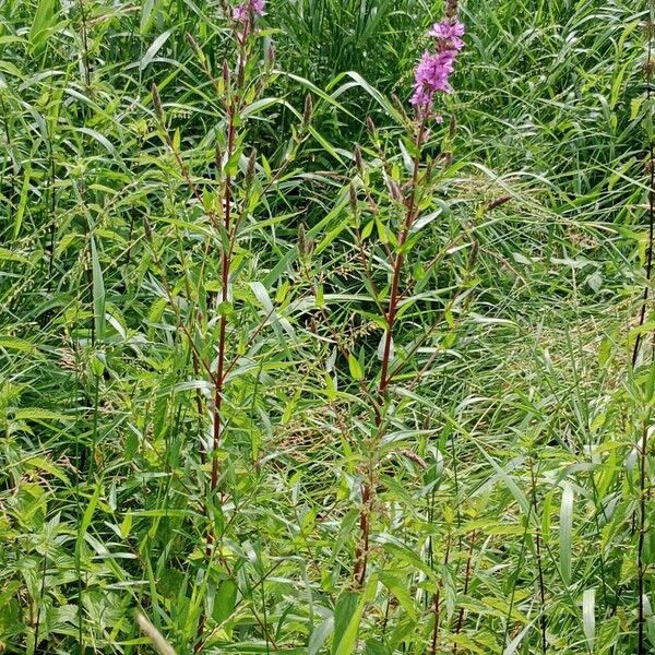 Lythrum virgatum Habitus