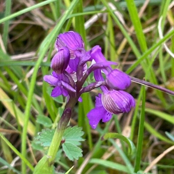 Anacamptis morio Цветок