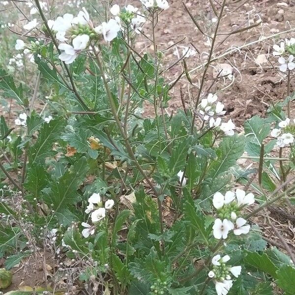 Diplotaxis erucoides Vivejo