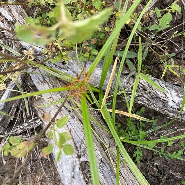 Cyperus difformis Liść