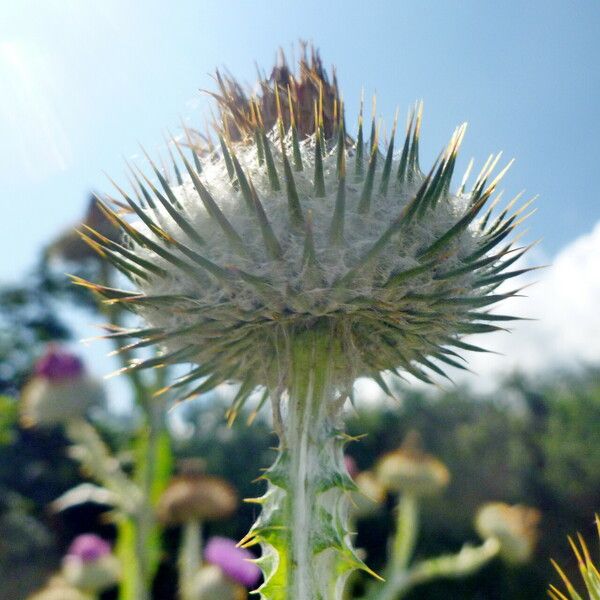 Onopordum acanthium Flower