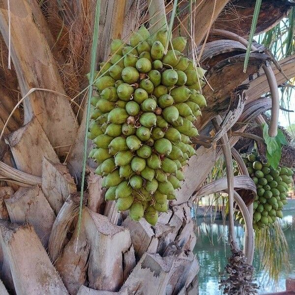 Attalea phalerata Fruit