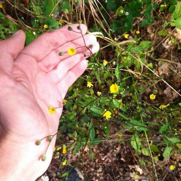 Crepis micrantha ফুল