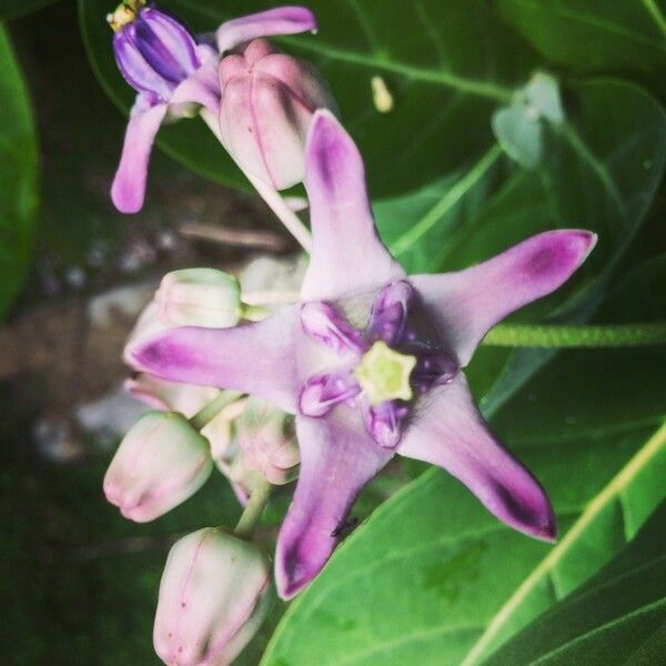 Calotropis gigantea Blomst