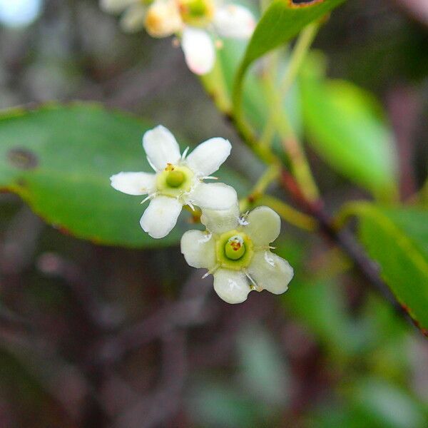 Denhamia fournieri Flower