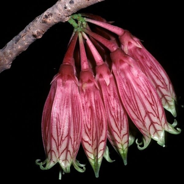 Agapetes megacarpa 花