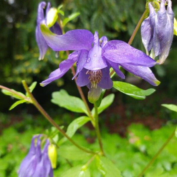 Aquilegia alpina Flower