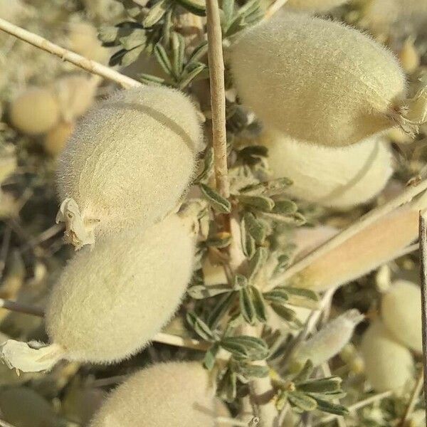 Astragalus armatus Flower