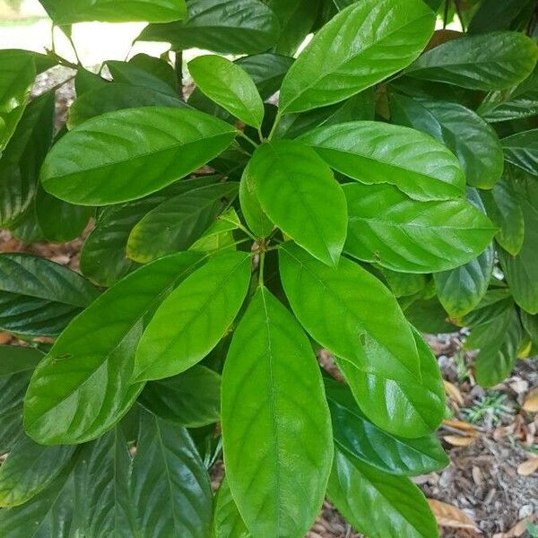 Cola acuminata Foglia