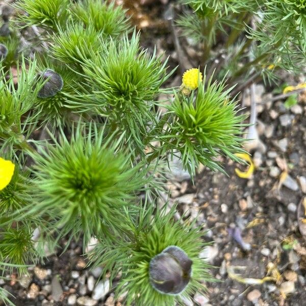 Adonis vernalis 叶