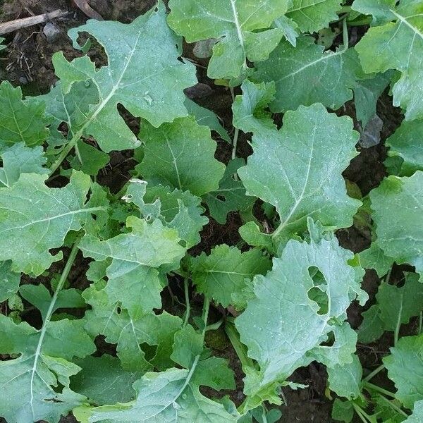 Brassica napus Leaf