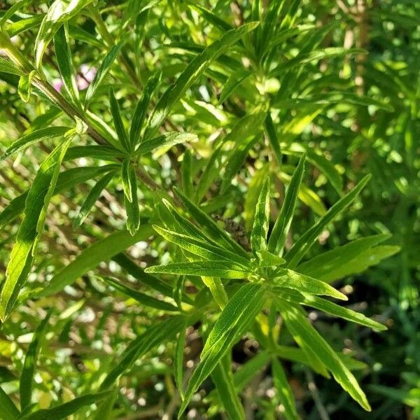 Leonotis leonurus Leaf