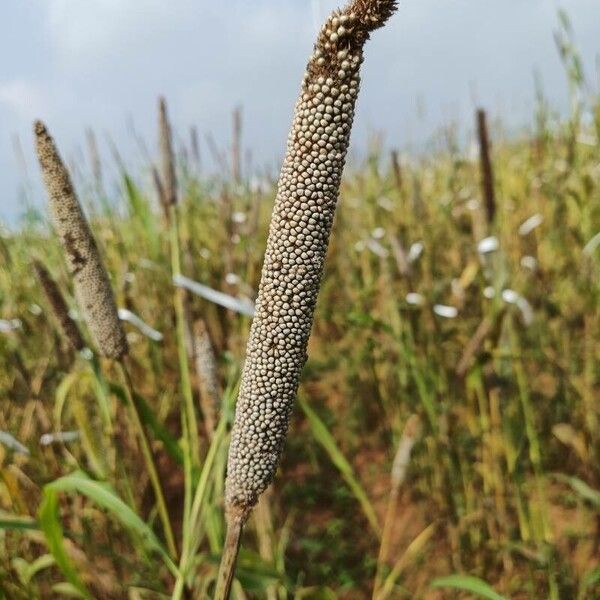 Cenchrus americanus Fruit