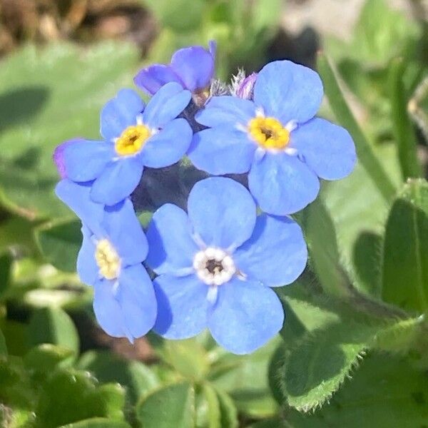 Myosotis alpestris Flower