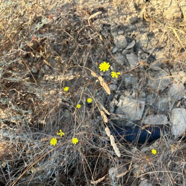 Crepis micrantha Habit