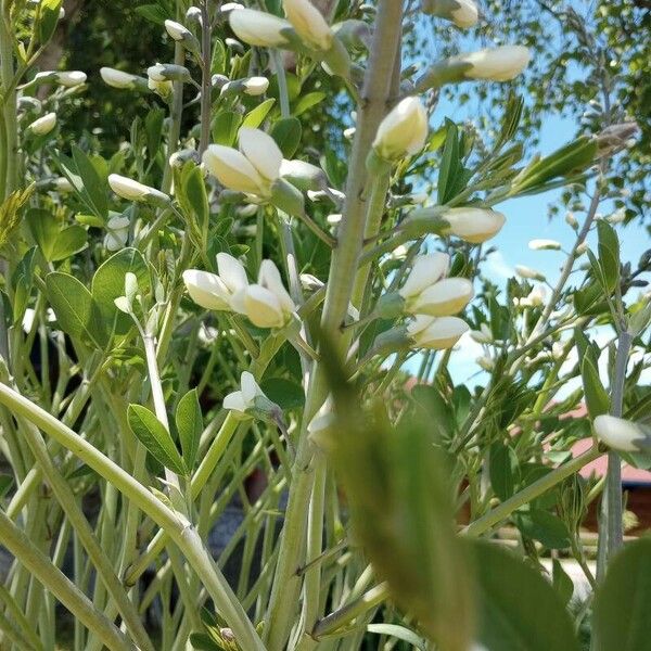 Baptisia alba Flower