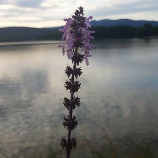 Stachys palustris Flor