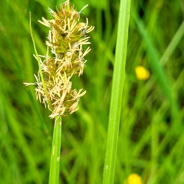 Carex vulpina Цветок