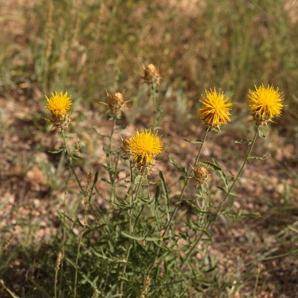 Centaurea acaulis Hábito