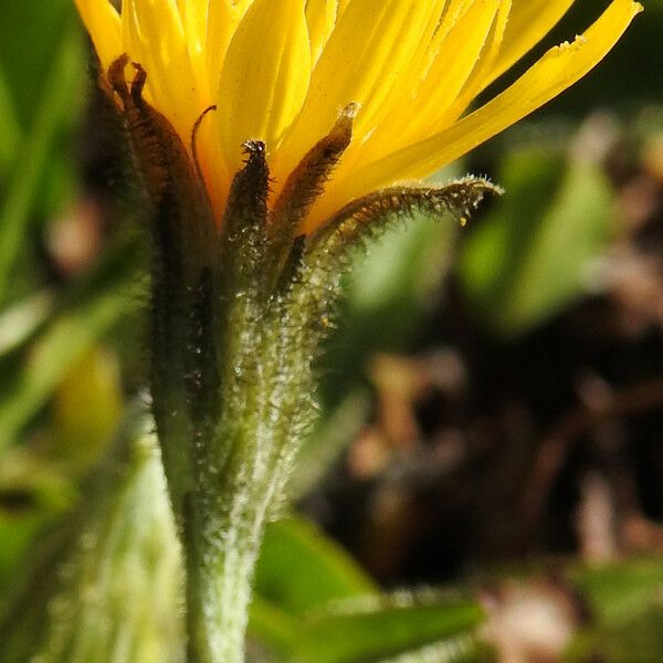 Hieracium alpinum Flower