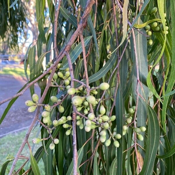 Corymbia citriodora Hedelmä