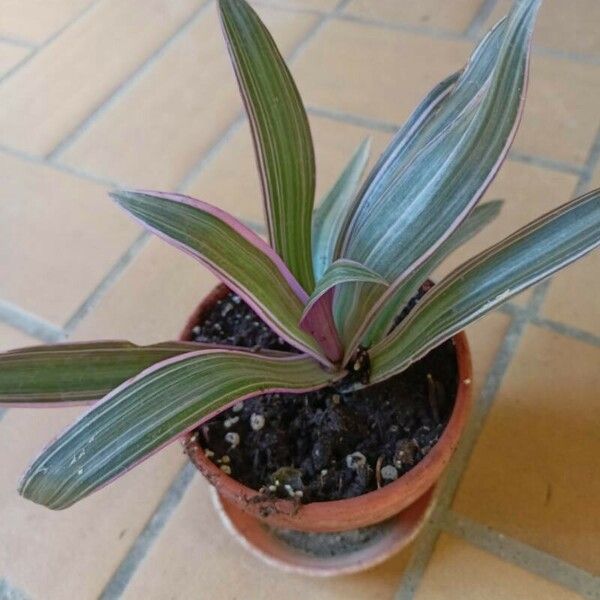 Tradescantia spathacea برگ