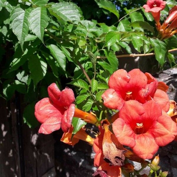 Campsis radicans Цвят