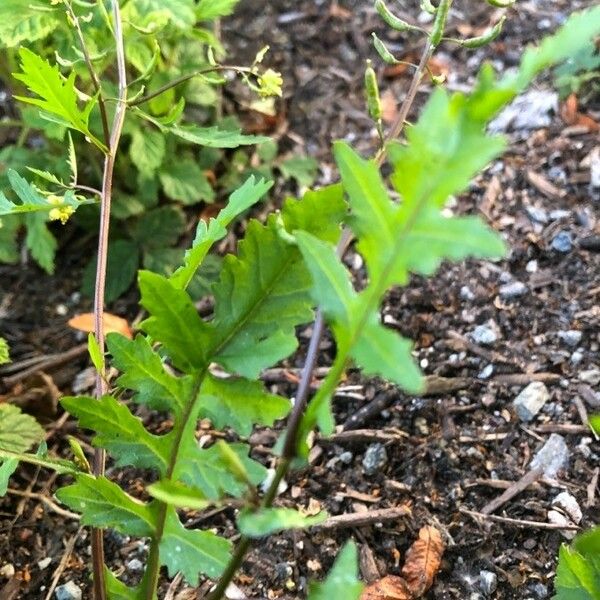 Rorippa palustris برگ
