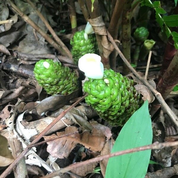 Costus dubius Õis