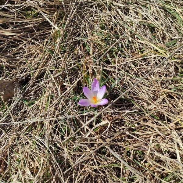 Crocus versicolor Цветок