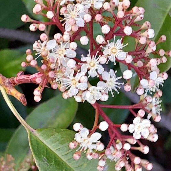 Photinia fraseri Blomma