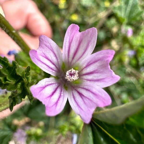 Malva multiflora Flors