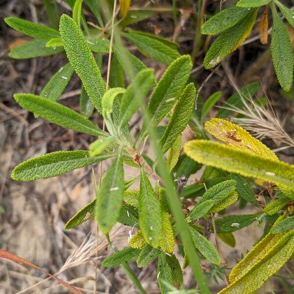 Salvia mellifera Leaf