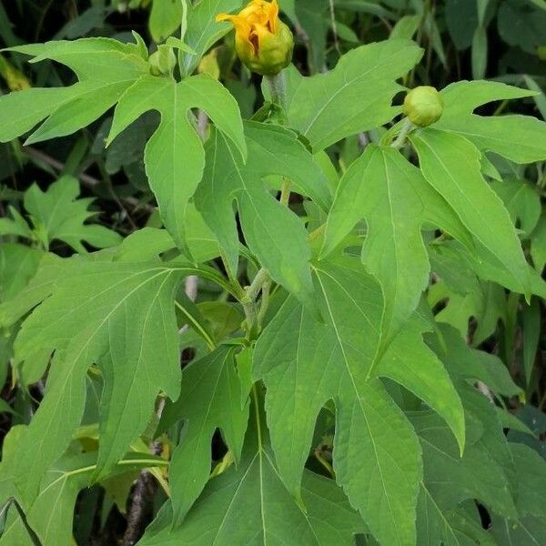Tithonia diversifolia ഇല