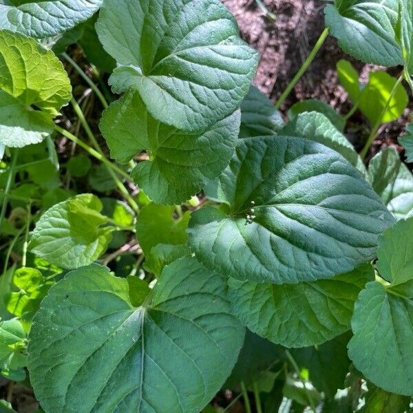 Viola mirabilis Blad