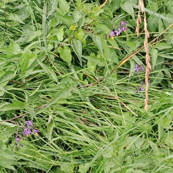 Solanum dulcamara Hábito