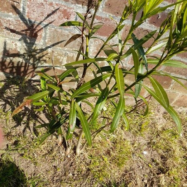 Nerium oleander Habit