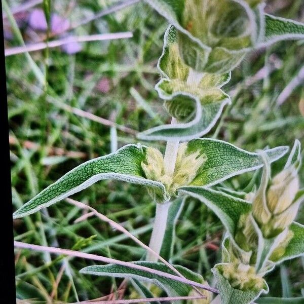 Phlomis lychnitis Ліст