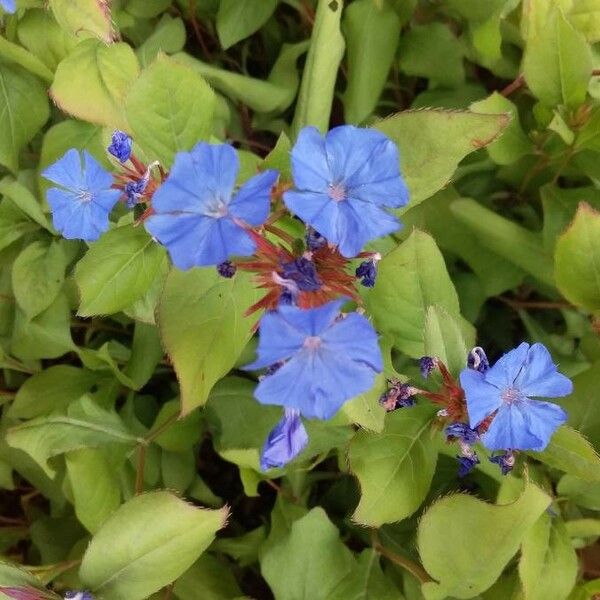 Ceratostigma plumbaginoides Bloem