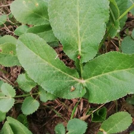 Opopanax chironium برگ