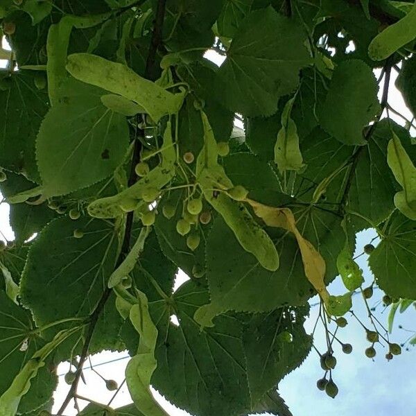 Tilia cordata Plod