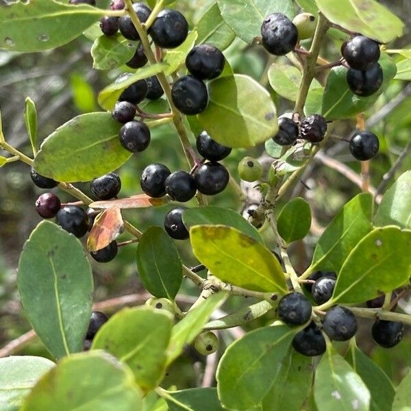 Ilex glabra 果實